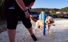 Monty’s Dog Beach & Bar - Spiaggia per cani thumb 12